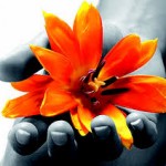 fiore dentro la mano